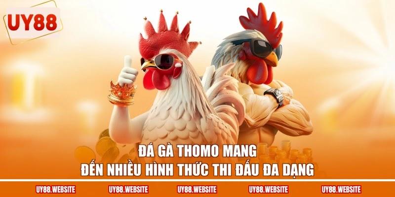 Đá gà Thomo mang đến nhiều hình thức thi đấu đa dạng Đá gà Thomo mang đến nhiều hình thức thi đấu đa dạng