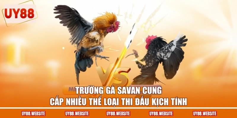 Trường gà Savan cung cấp nhiều thể loại thi đấu kịch tính Trường gà Savan cung cấp nhiều thể loại thi đấu kịch tính